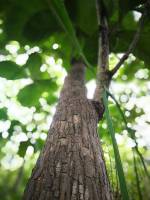 #Green #treeoflife #tree #Leaf #plant #lovelynature