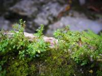 #Green #Leaf #plant #lovelynature #roots #mossyforest