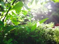 #Green #Leaf #plant #lovelynature #roots #mossyforest