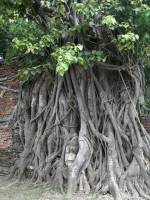 #Green #Leaf #plant #lovelynature #roots #trees