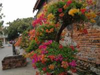 #plant #colorfulflowers #bougainvillea