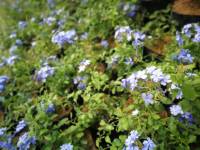 #plants #purpleflowers #green #leafy #lovelynature