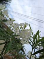 #plants #whiteflowers #green #leafy #lovelynature