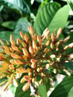 #plants #flowers #green #leafy #lovelynature