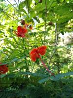 #plants #flowers #green #leafy #lovelynature