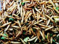 #streetfood #thaifood #exoticfood #worms #fried #musttry #whwninthailand