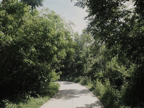 Road, green