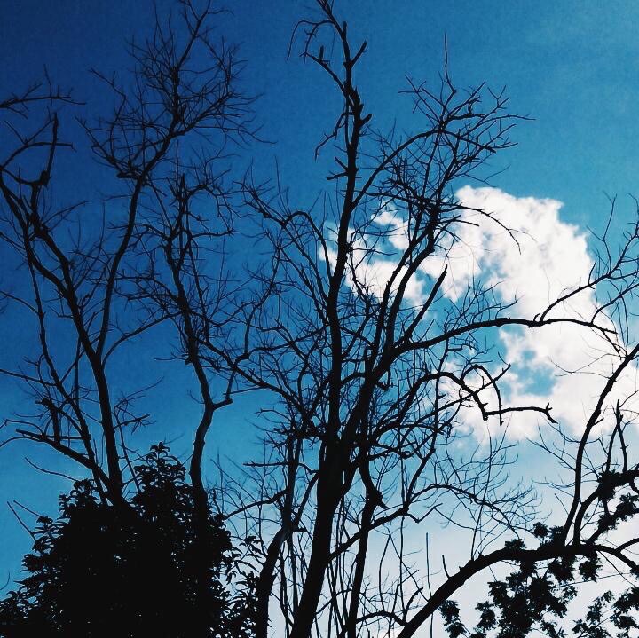 Trees, tree, blue, dead