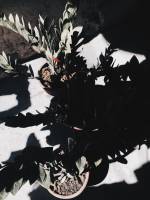 Plant