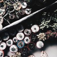 Plants