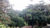 trees