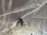 Halloween, spider
