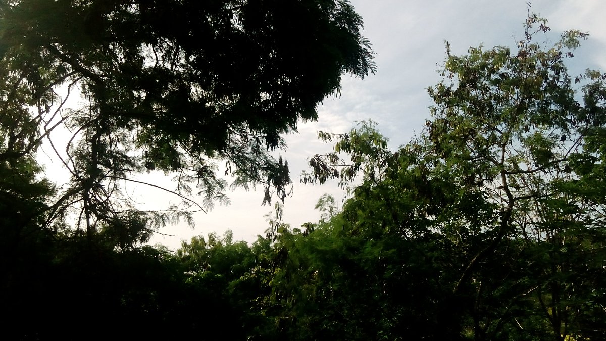 trees