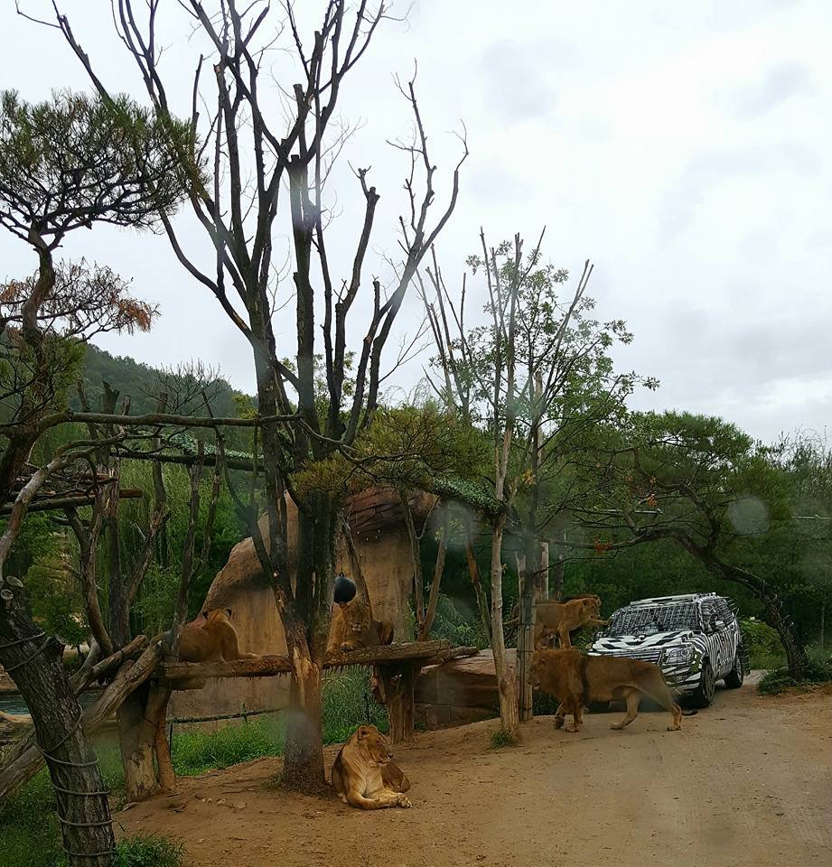 everland korea, south korea, #travel, #trip, #fun, #family, blessed, exploring another world