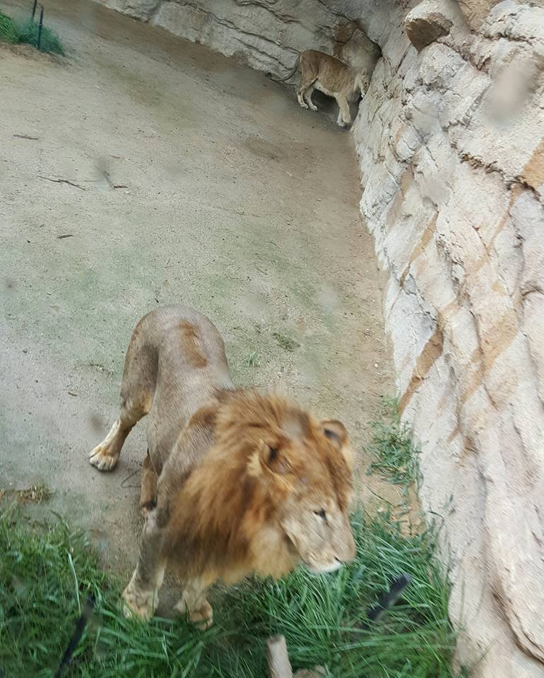 lion, evarland korea, south korea, #travel, #trip, #fun, #family, blessed, exploring another world