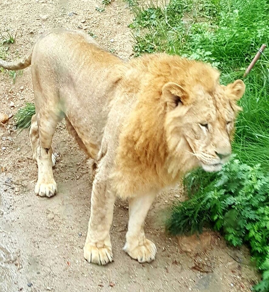 lion, evarland korea, south korea, #travel, #trip, #fun, #family, blessed, exploring another world