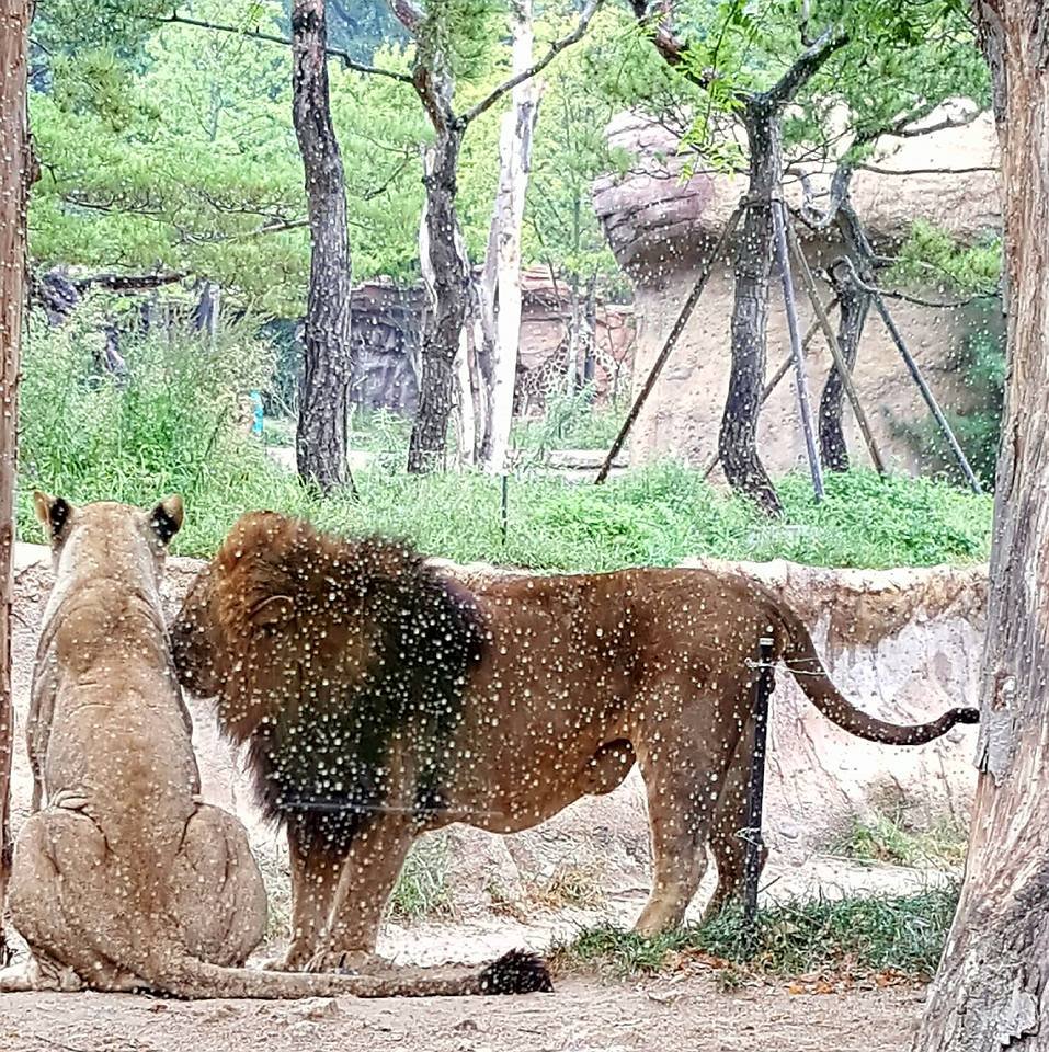 lion, lioness, everland korea, south korea, #travel, #trip, #fun, #family, blessed, exploring another world