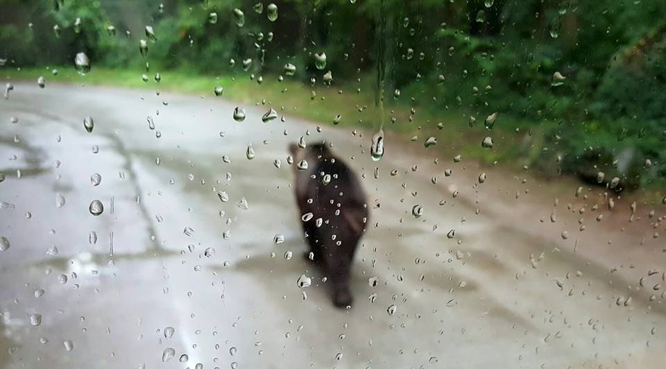 lone bear, everland korea, south korea, #travel, #trip, #fun, #family, blessed, exploring another world