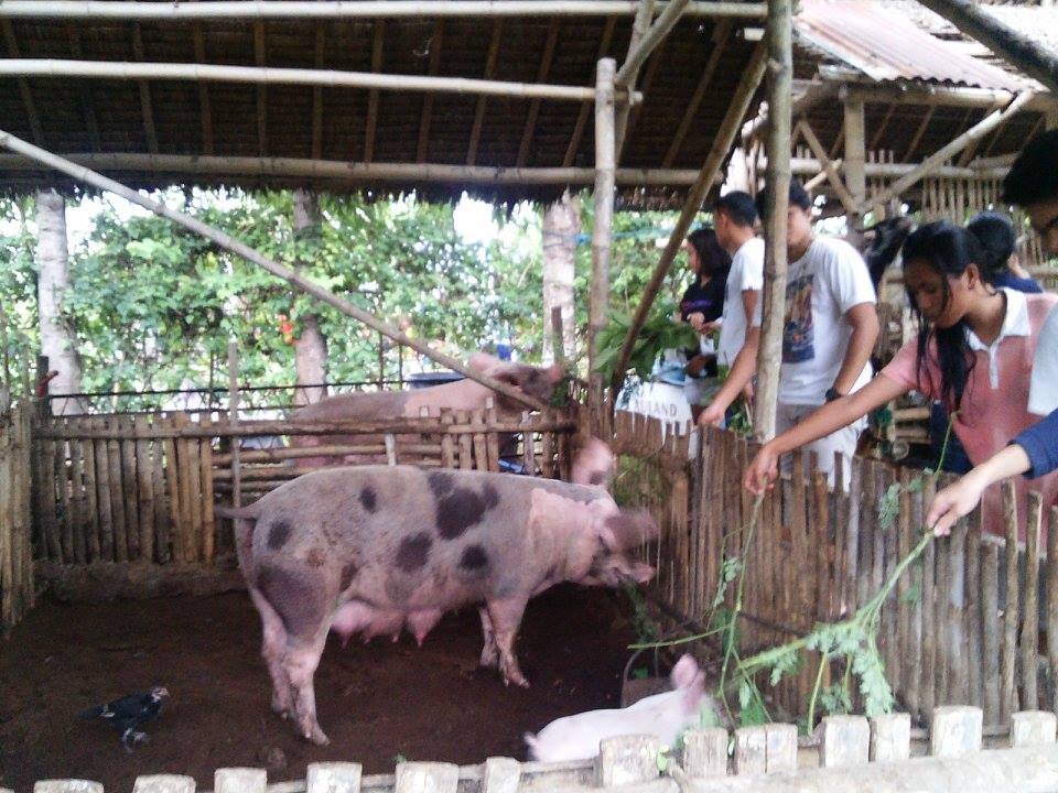the farmhouse 2015, aloguinsan cebu, #throwback