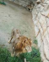 lion, lioness, everland korea, south korea, #travel, #trip, #fun, #family, blessed, exploring another world