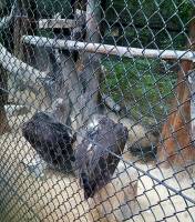 its a bear praying, lol, everland korea, south korea, #travel, #trip, #fun, #family, blessed, exploring another world