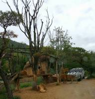its a bear praying, lol, everland korea, south korea, #travel, #trip, #fun, #family, blessed, exploring another world