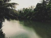 wooden bridge, #travel, #greens, riverside