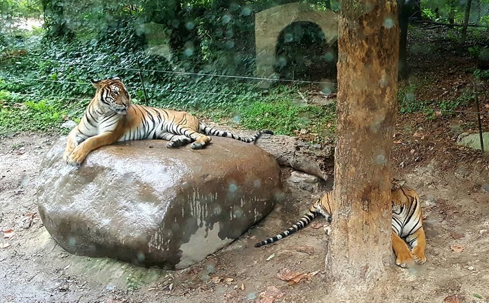 tigers, evarland korea, south korea, #travel, #trip, #fun, #family, blessed, exploring another world