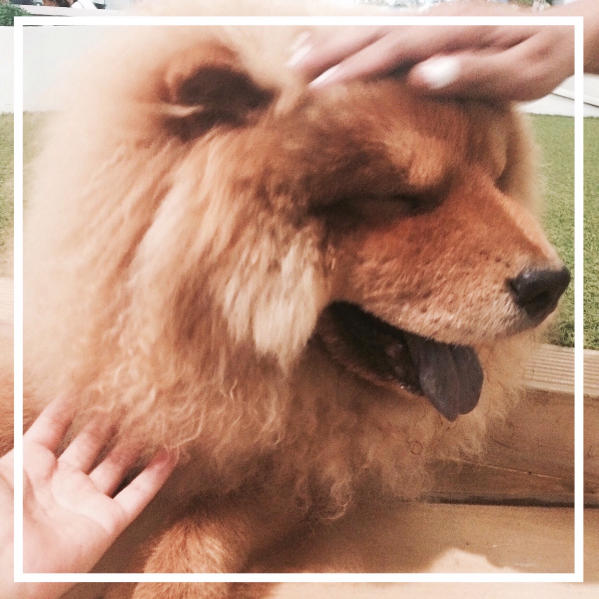 Chowcho is so adorablee 
