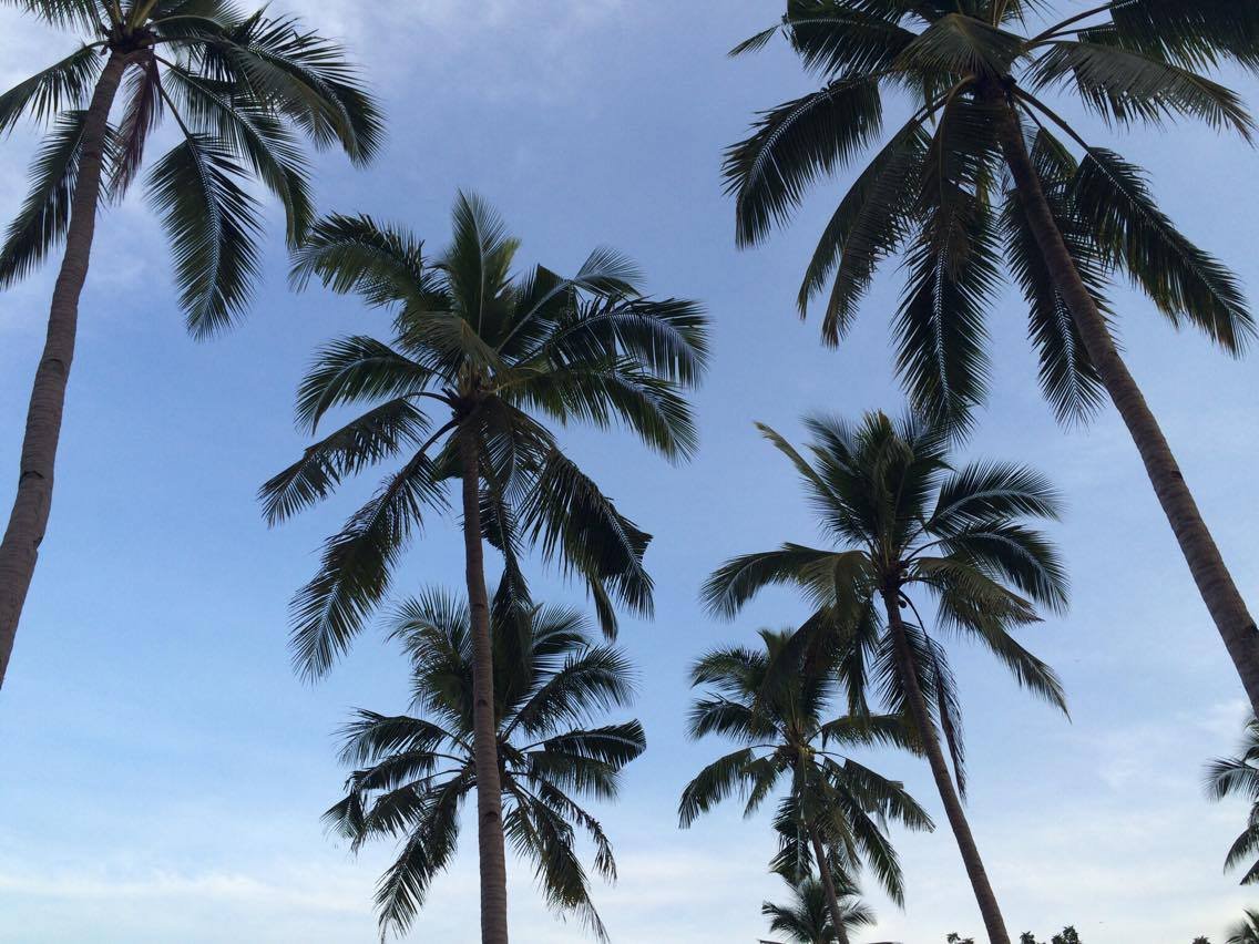Coconut trees #nofilter #morningshot