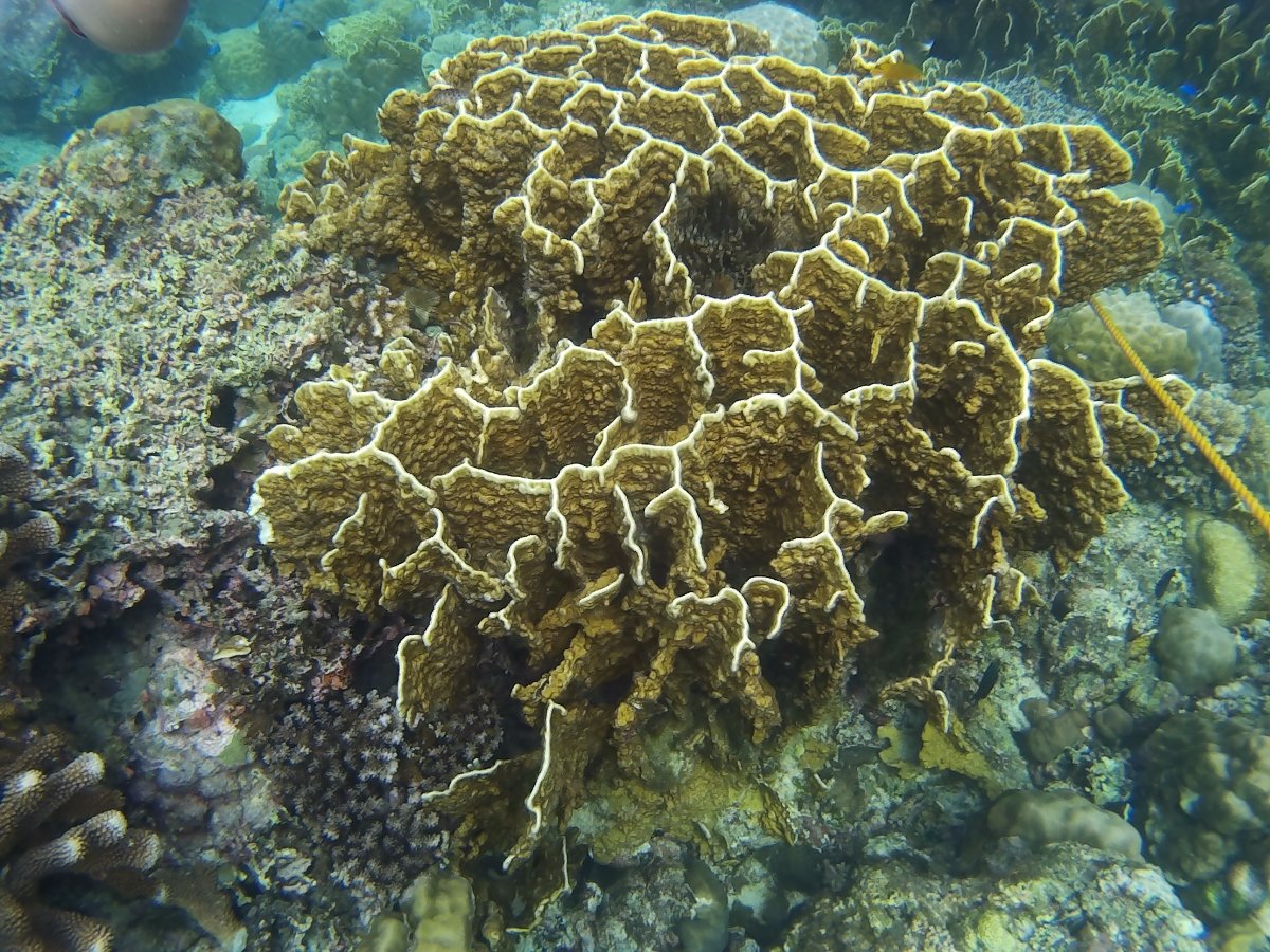 Coral reefs