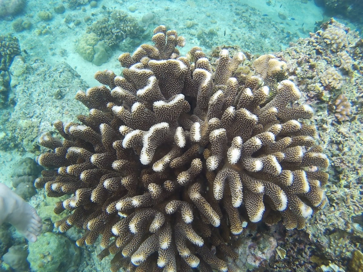 Coral reefs