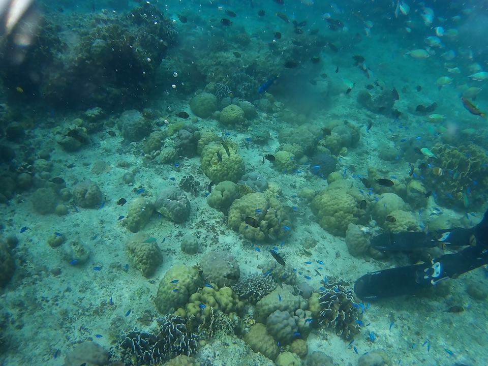 Fish Santuary