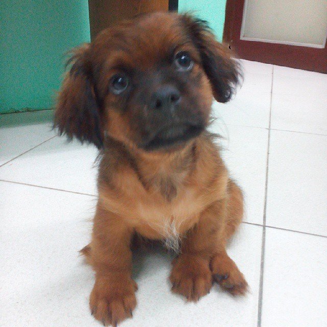 Meet Chaka
