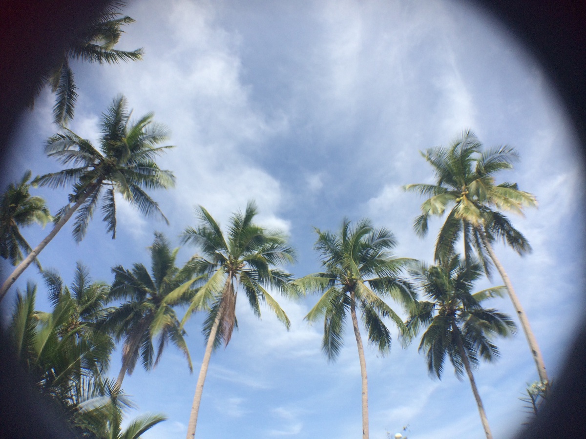 Nature is everywhere #naturelover #coconuttree #freshair