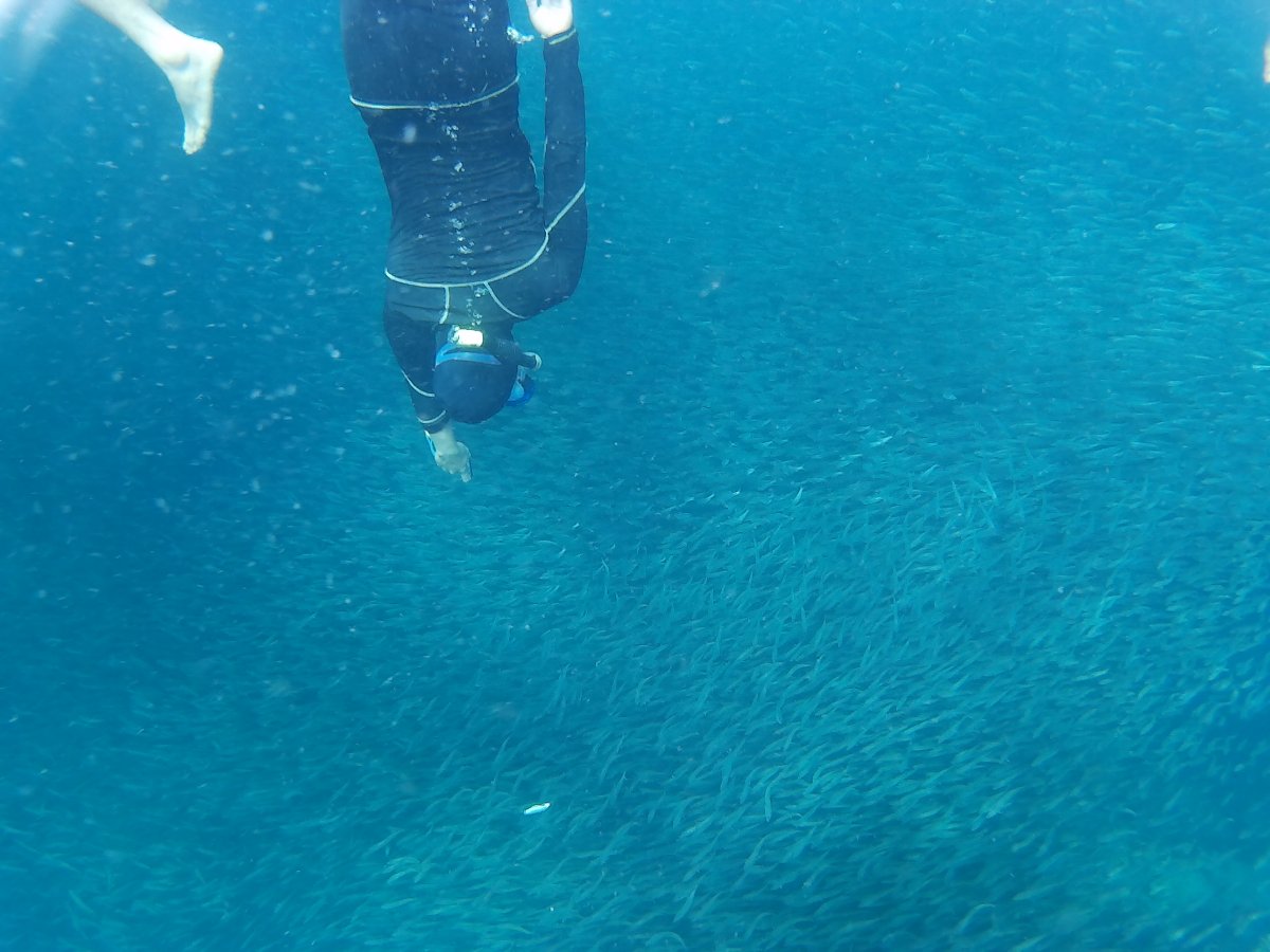 Sardines