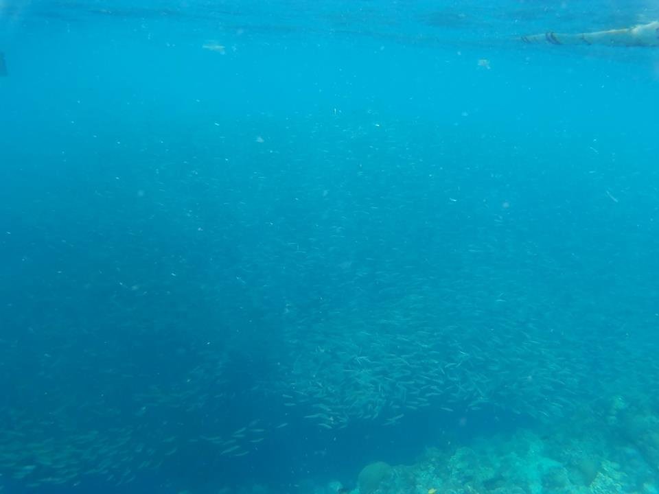 Sardines