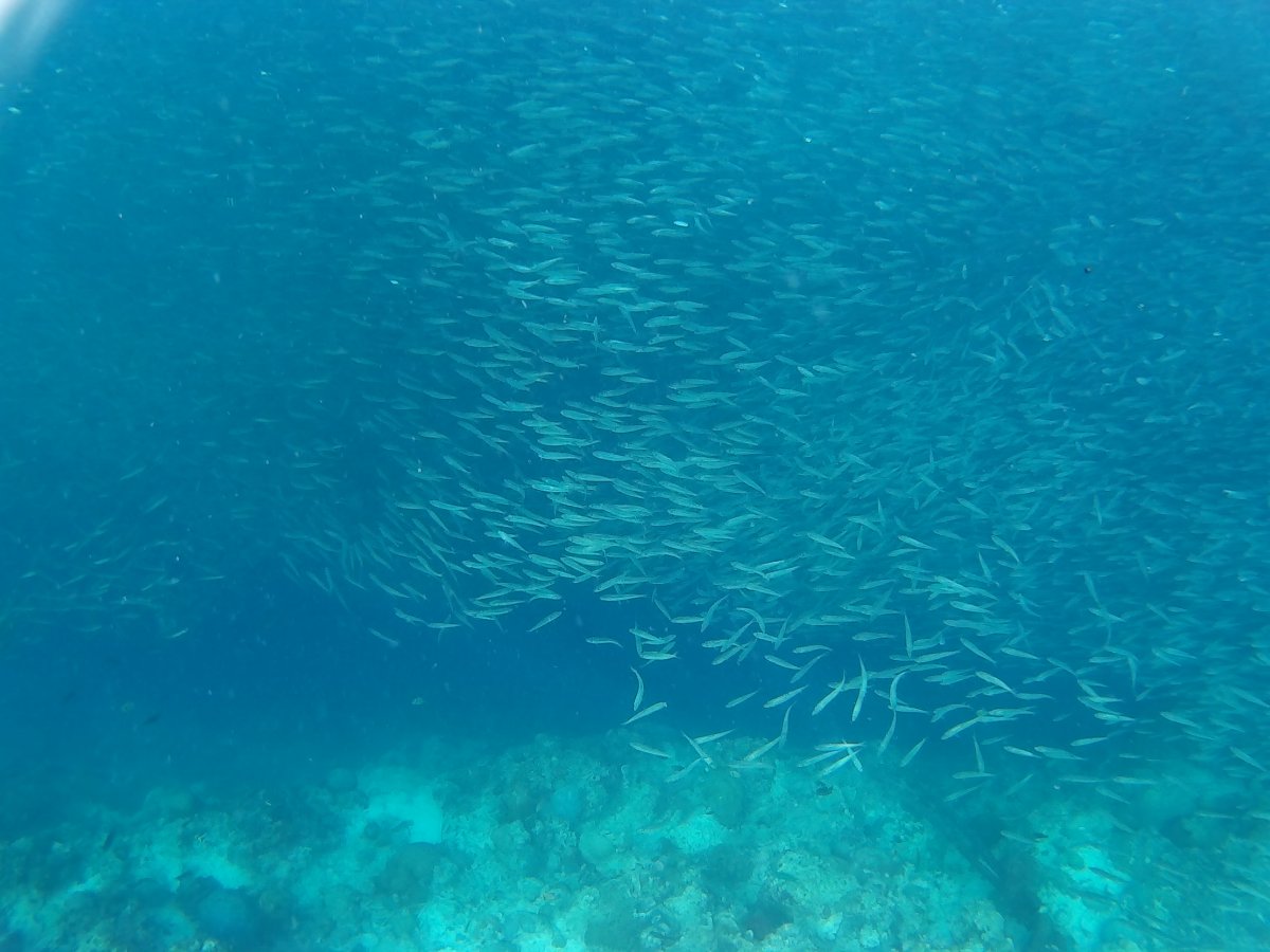 Snorkeling with Sardines