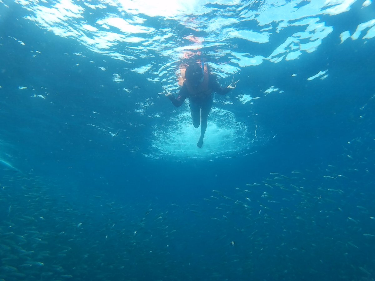 Snorkeling with Sardines