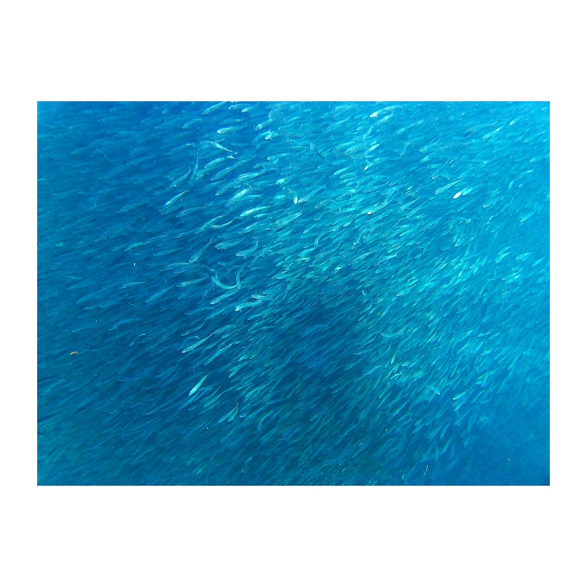 Swimming with Sardines