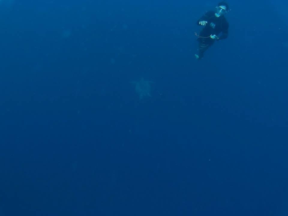 Turtle Watching #Moalboal