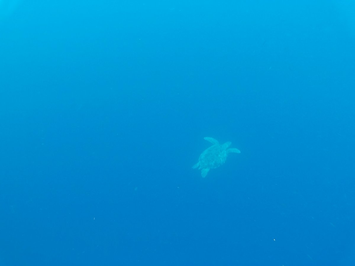 Turtle Watching #turtle