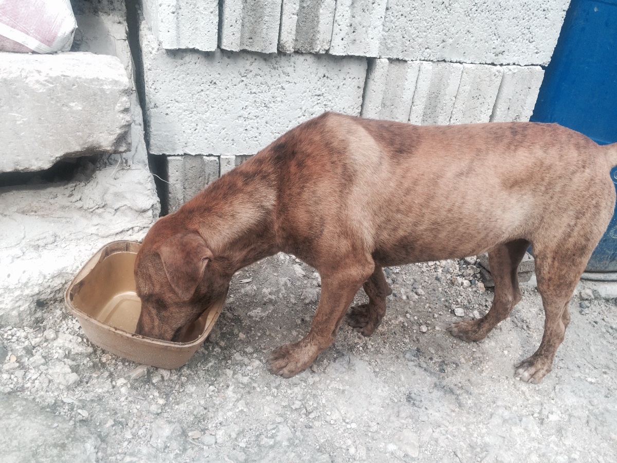 abandon dog #adaptedog