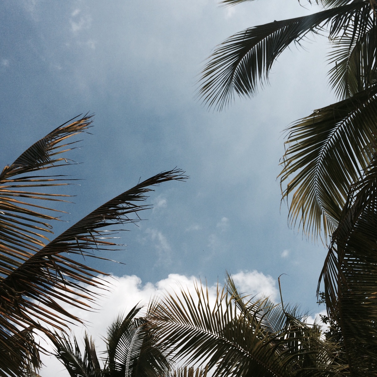 coconut trees