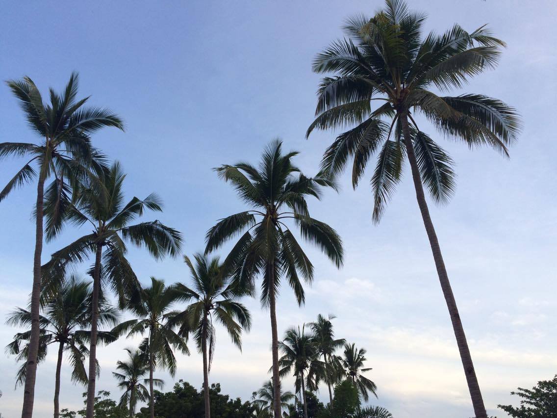 coconut trees everywhere #nofilter