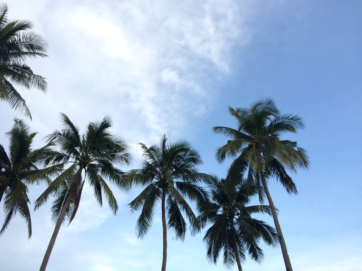 coconut trees #nofilter #nature #natural