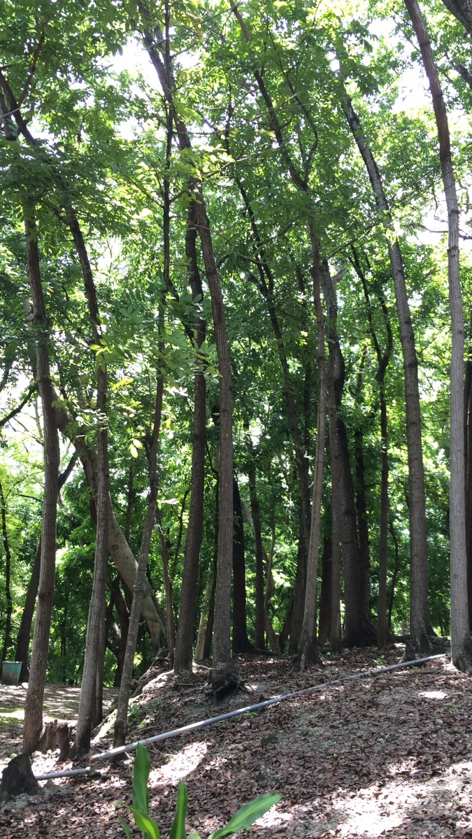 #nature