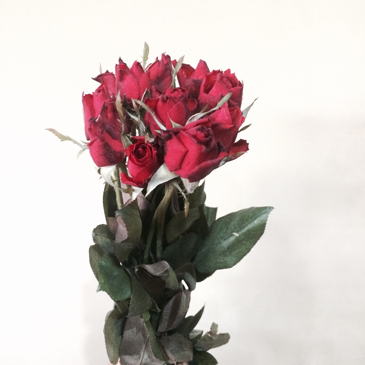 #roses