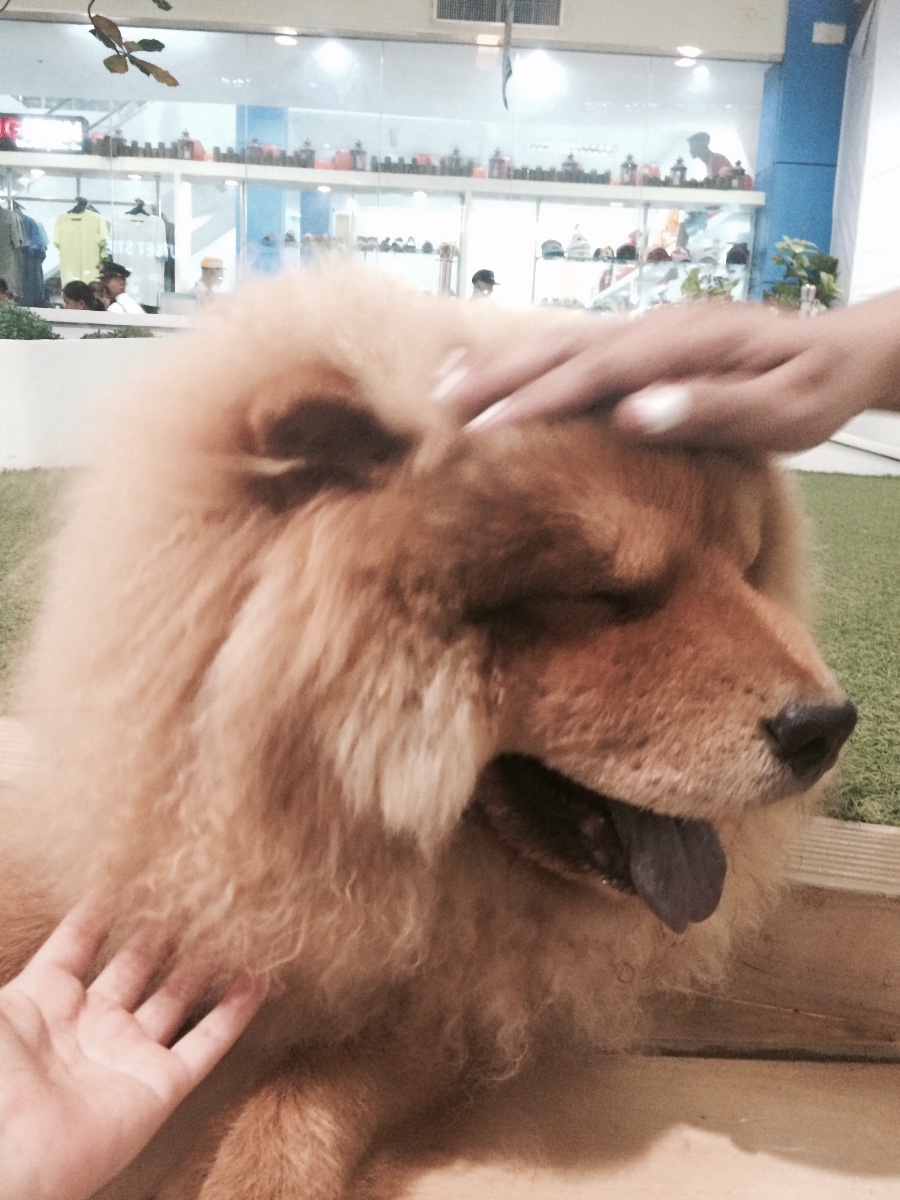 so friendly to strangers #dog #bff