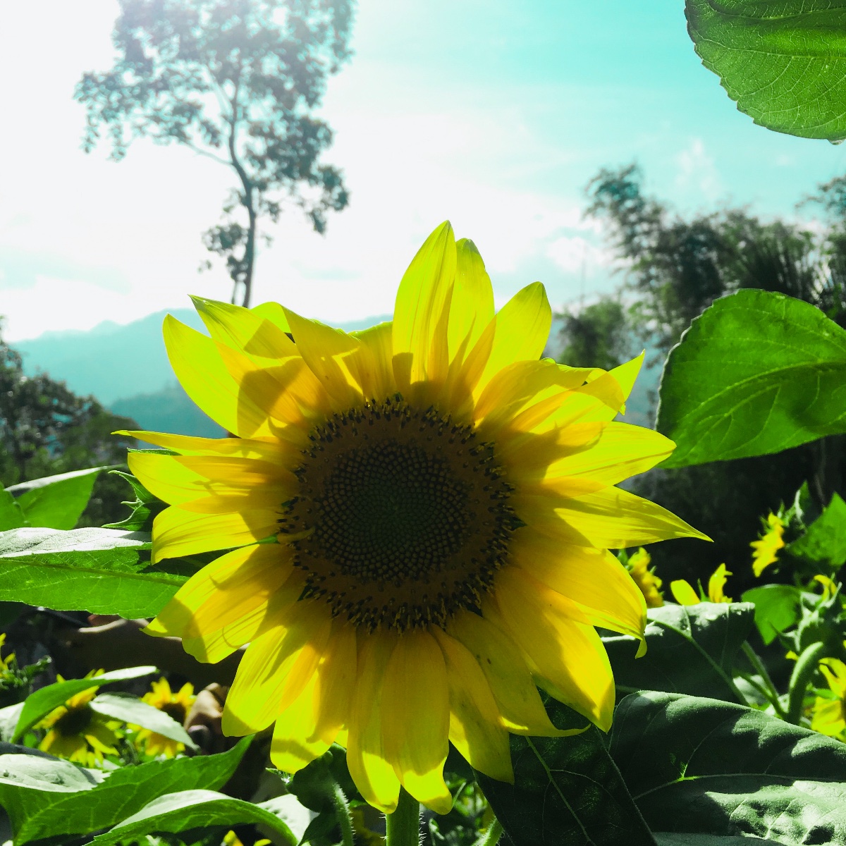 sunflower